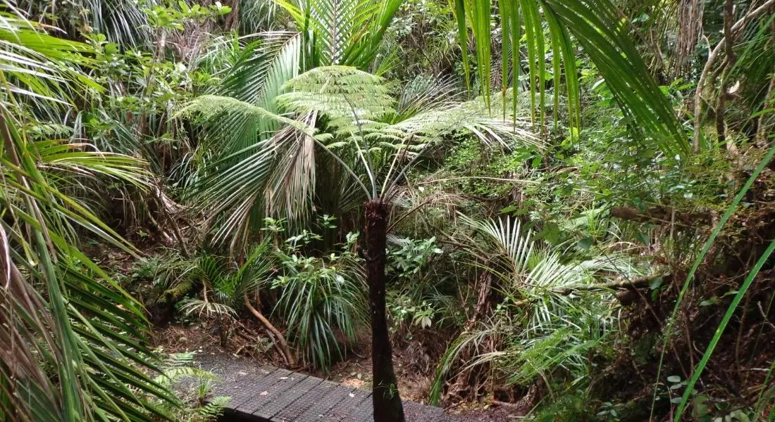 Fernglen Path Birkenhead