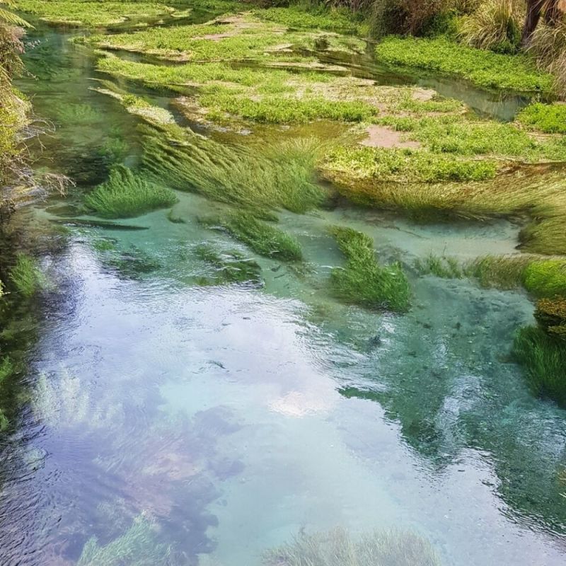 Clear water in the Blue Spring in Putaruru