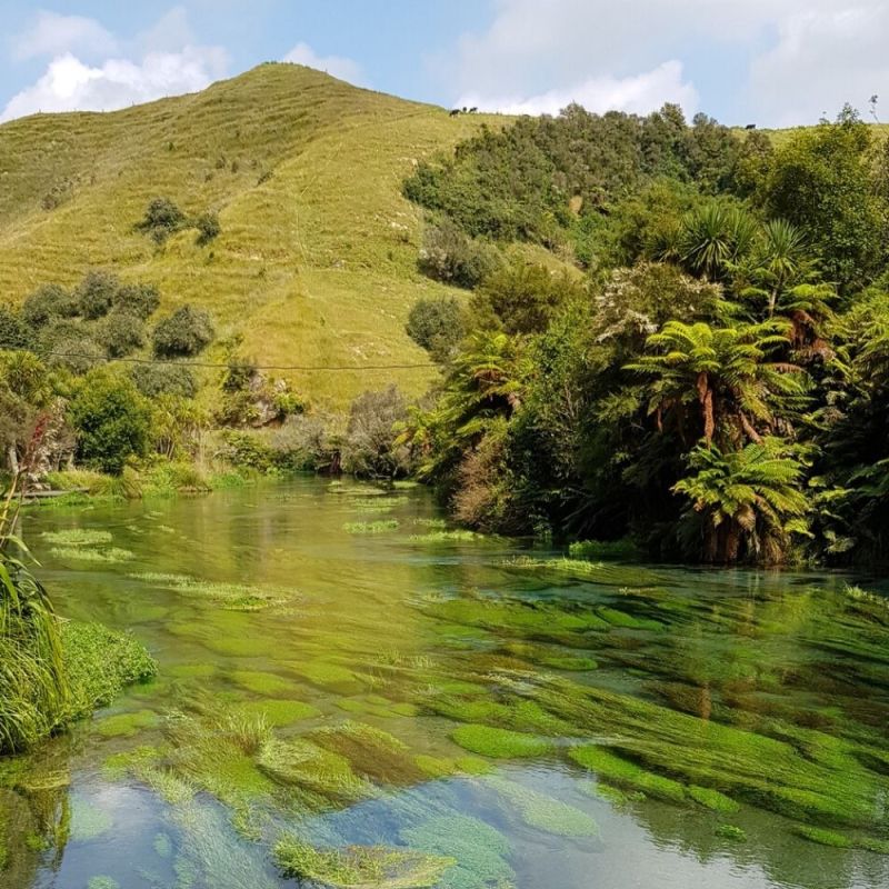 Clear water in the Blue Spring in Putaruru