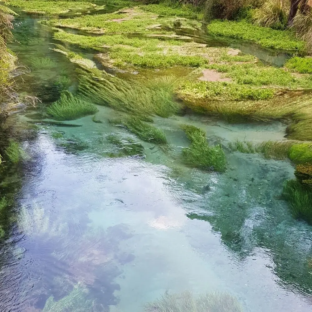 Clear water in the Blue Spring in Putaruru