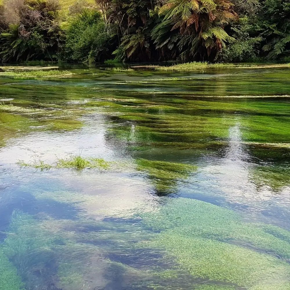 Clear water in the Blue Spring in Putaruru