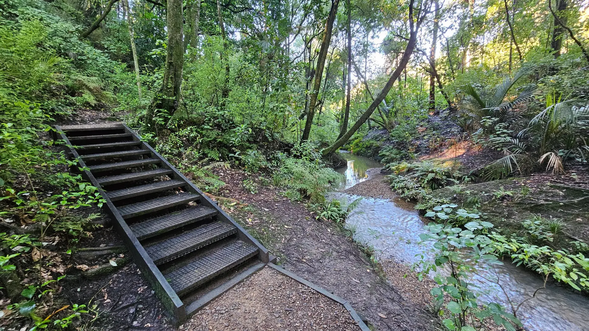 Kauri Park Loop Walk, Warkworth