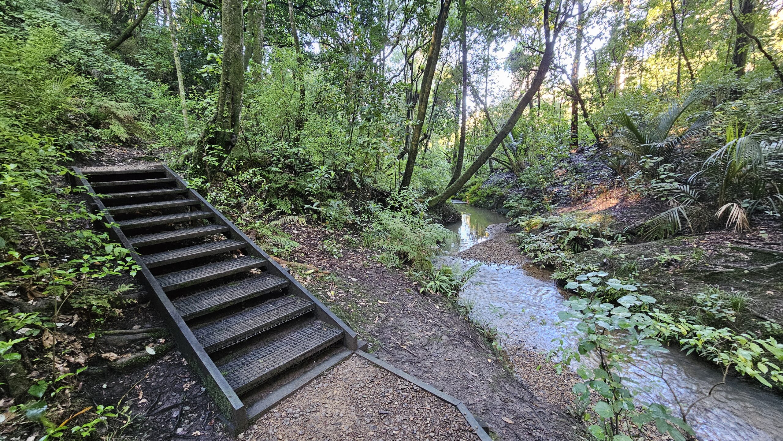 Kauri Park Loop Walk, Warkworth