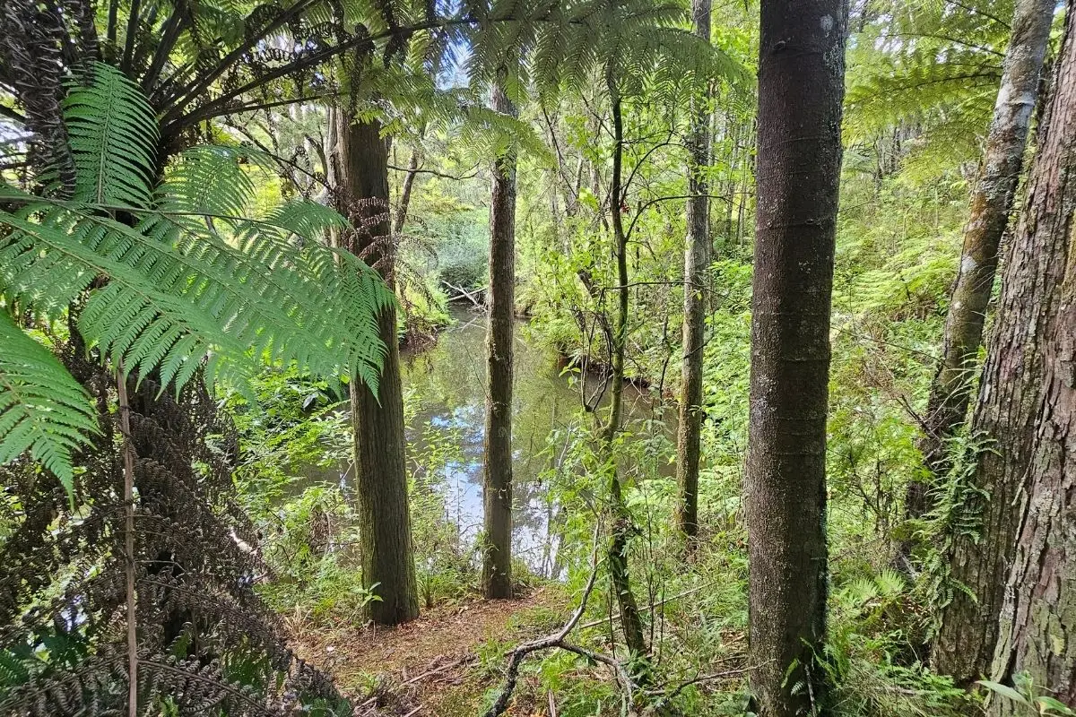 Mahurangi Farm-Forestry Trail, Mahurangi East (8)