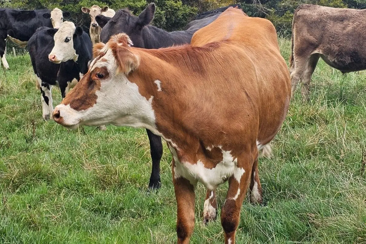 Mahurangi Farm-Forestry Trail, Mahurangi East (8)