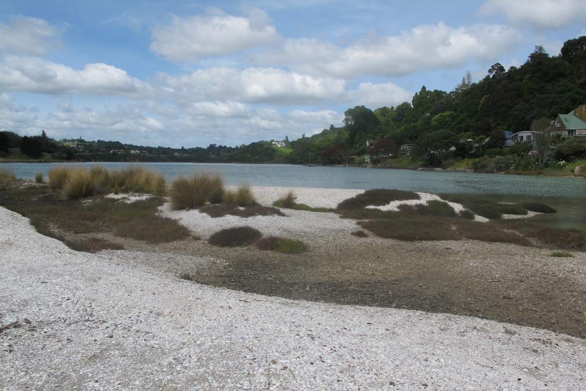 Mangemangeroa Reserve Walking Track in Auckland (4)