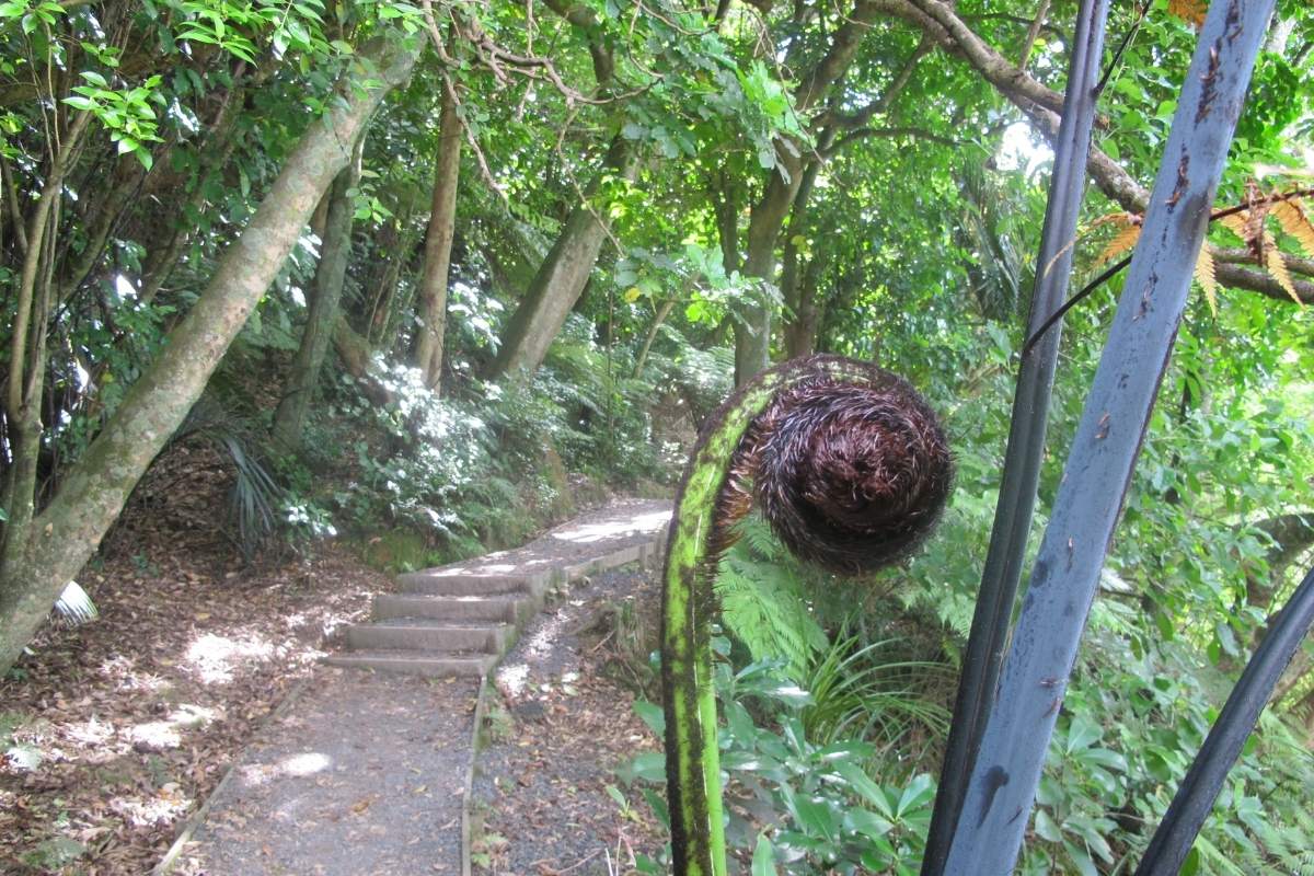 Mangemangeroa Reserve Walking Track in Auckland (1)