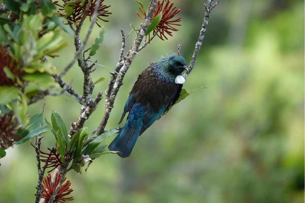 Tui in Pukekiwiriki Pā Historic Reserve