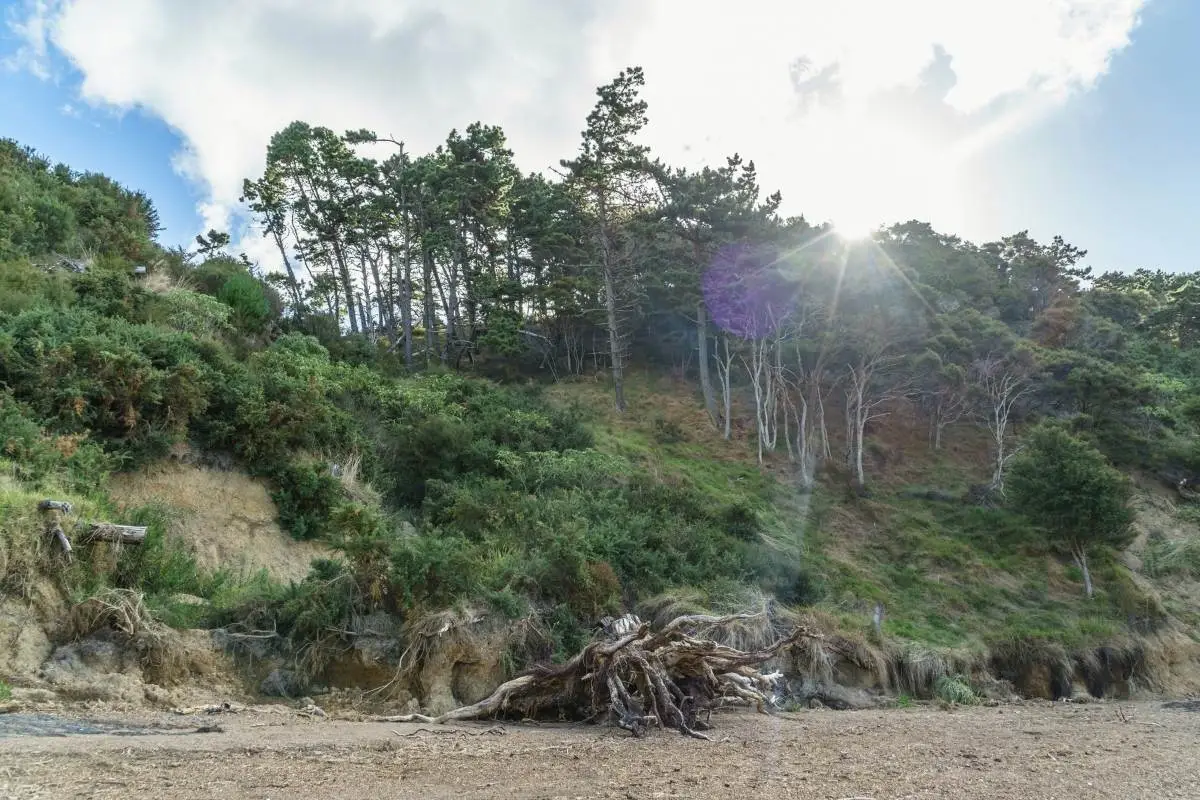 Kererū Loop Walk in Waitawa Regional Park