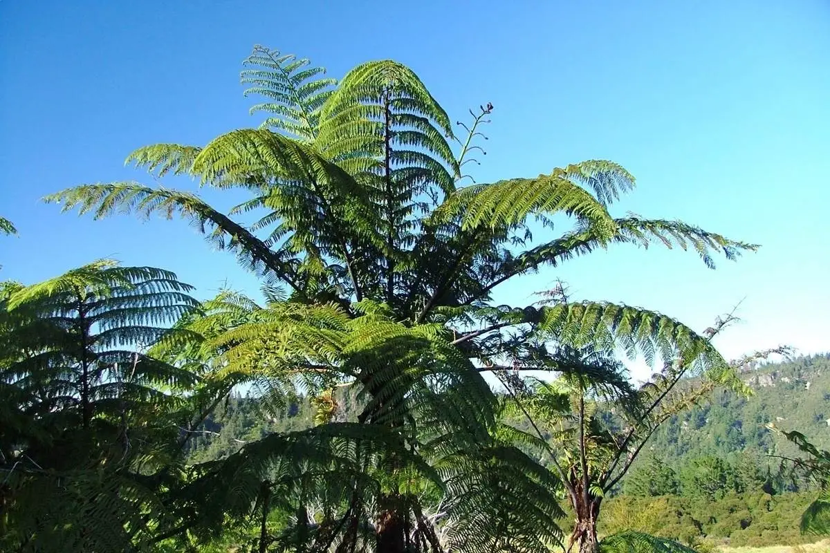 Mt Tamahunga north of Auckland