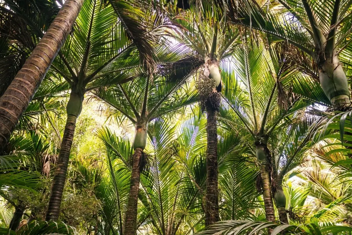 Lucas Creek Falls Walk - nikau palms