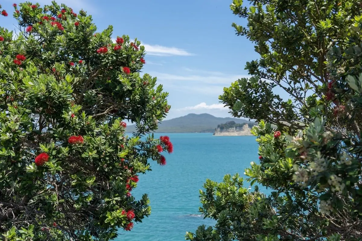 Motuihe Island Views