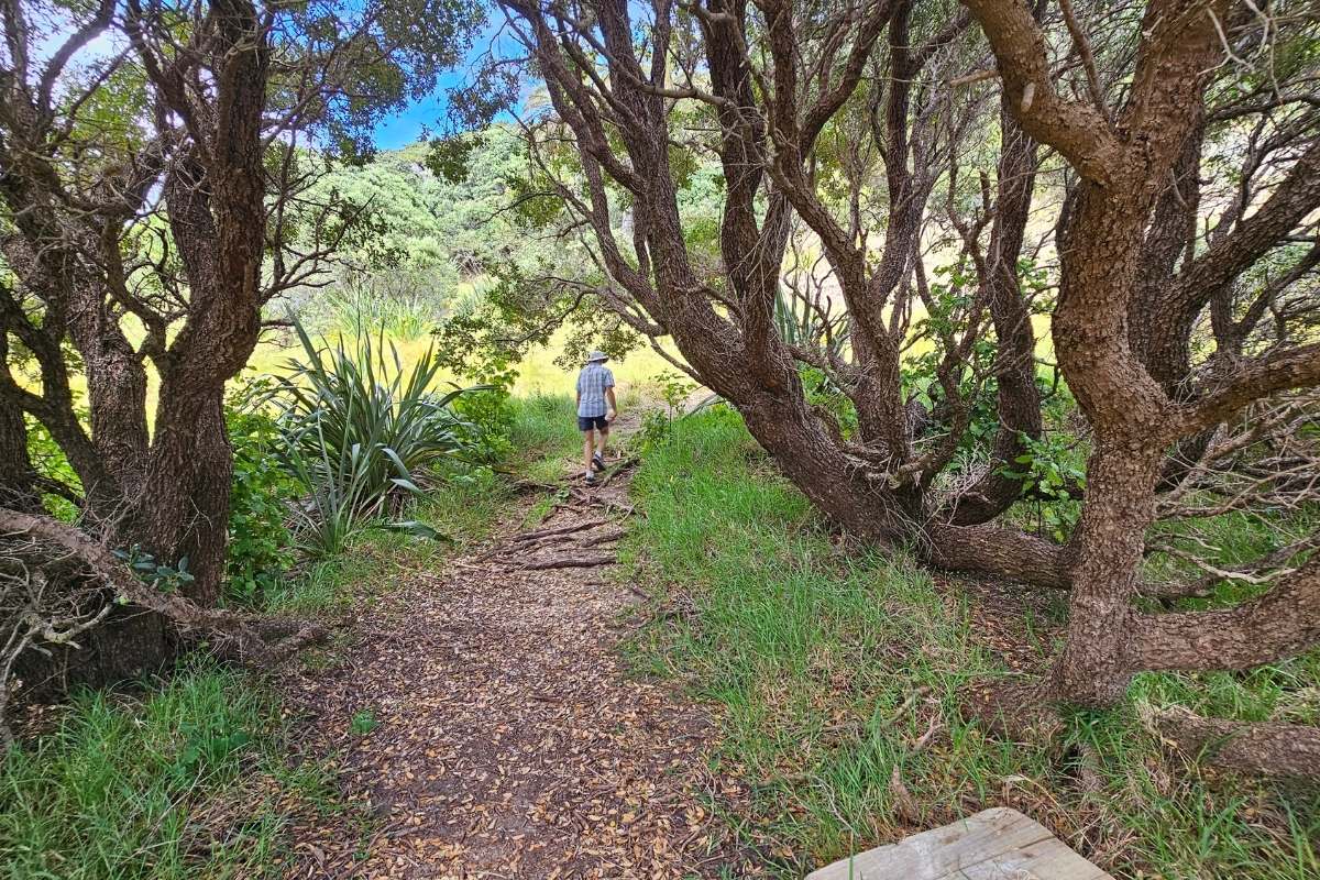 Walker on forest trail through pohutukawa trees on Moturua Island