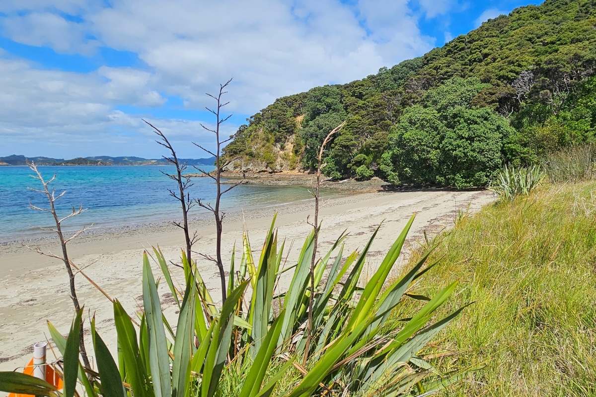 Sandy beach framed by flax and dead tree branches with forested hills