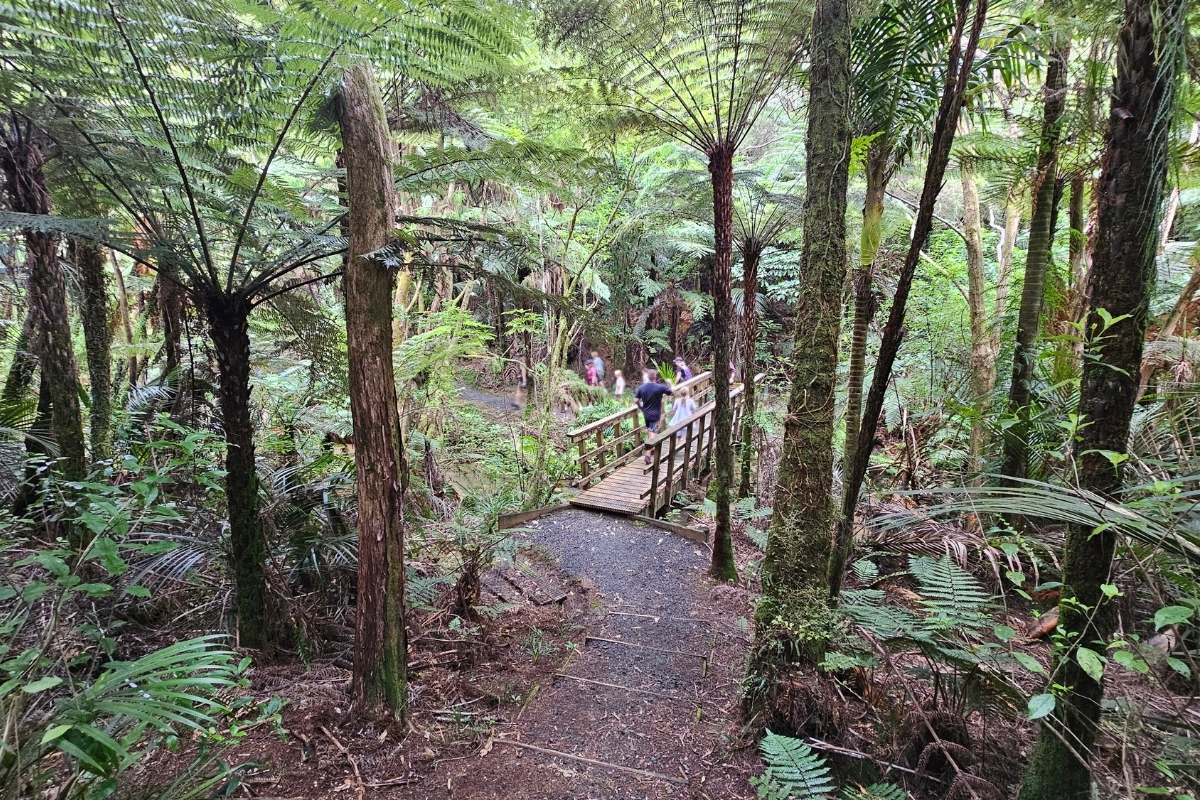 Wooden bridge crossing Pohuehue Stream surrounded by native bush with tree ferns and nikau palms on Beverley Price Loop Track