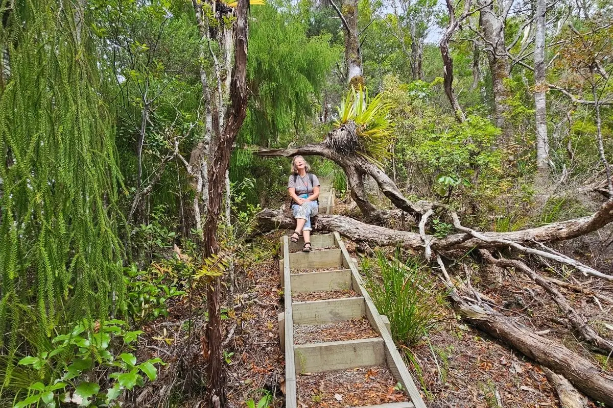 Wooden steps on Kiwiriki Track Great Barrier Island