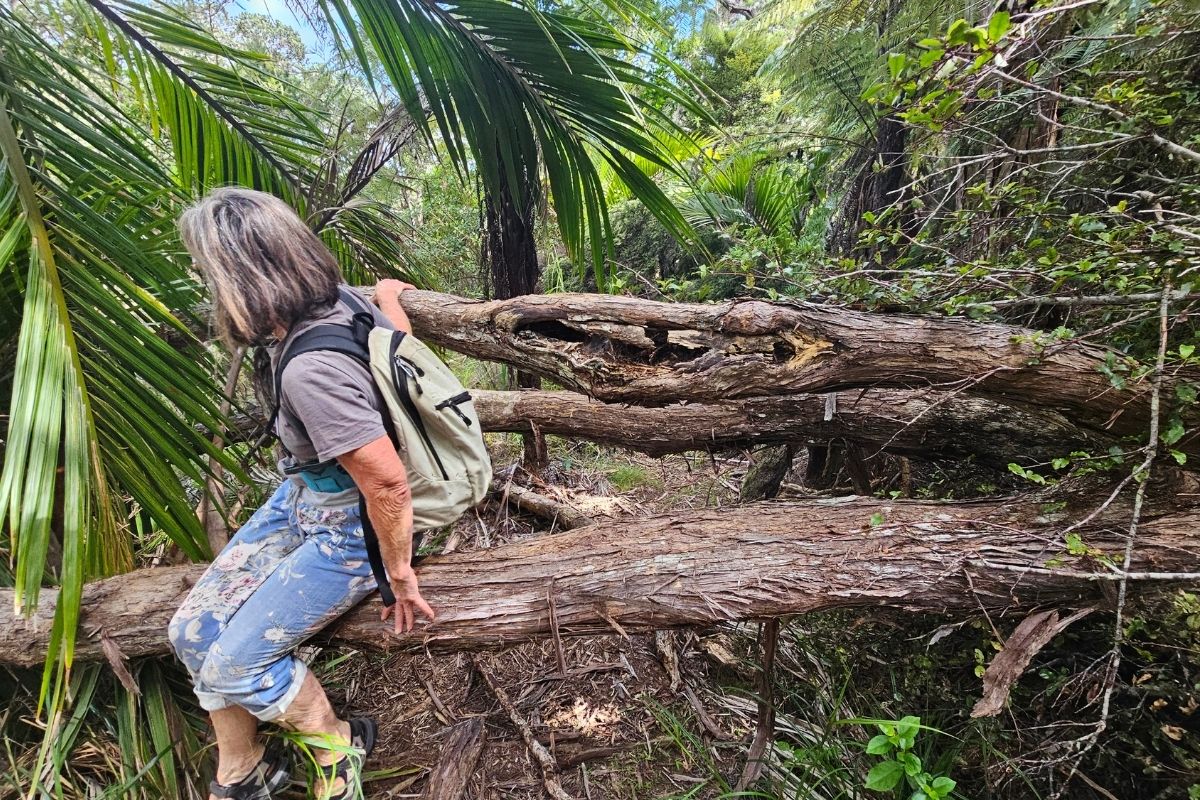 Walker climbing over fallen logs on lower section of Kiwiriki Track