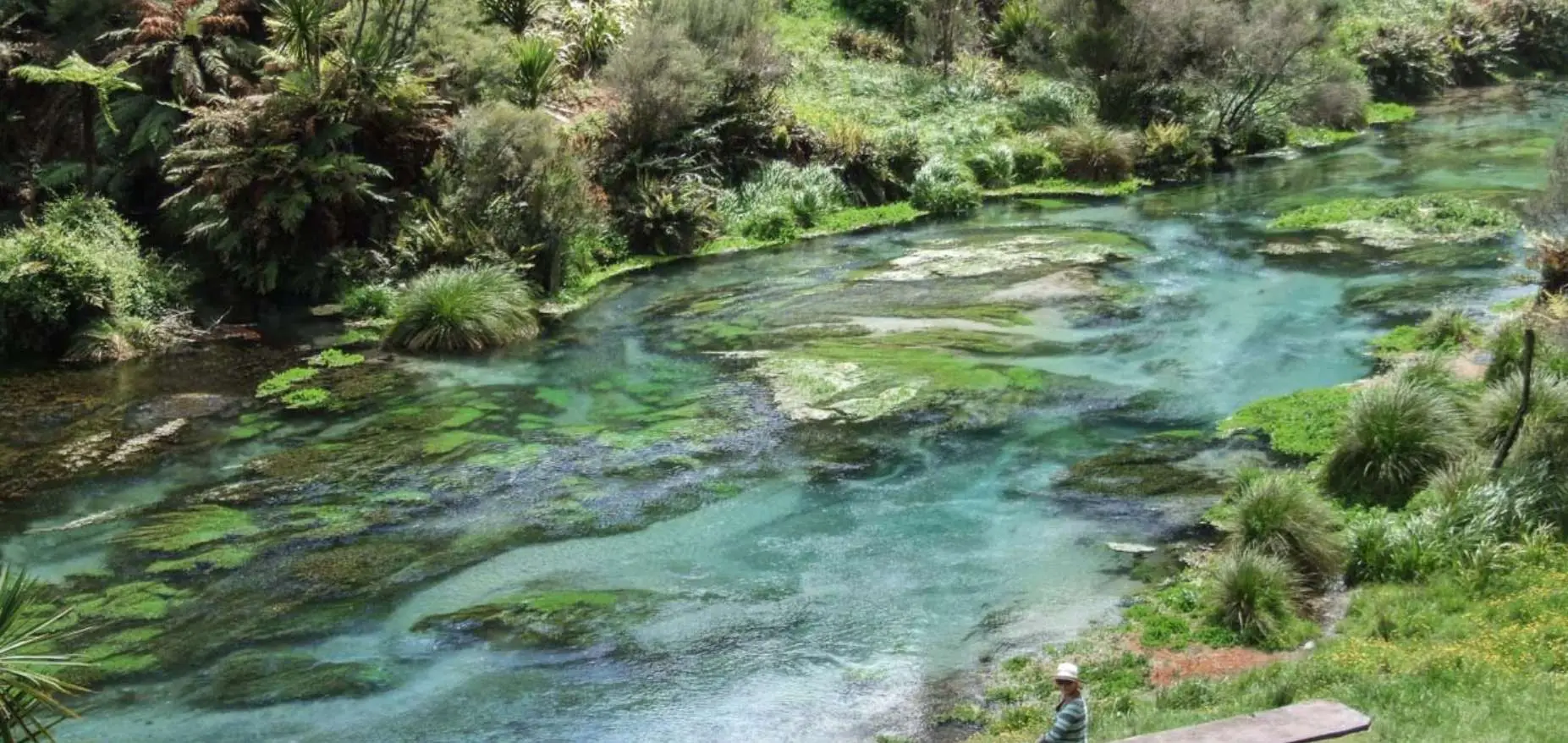 Blue Springs at Putaruru