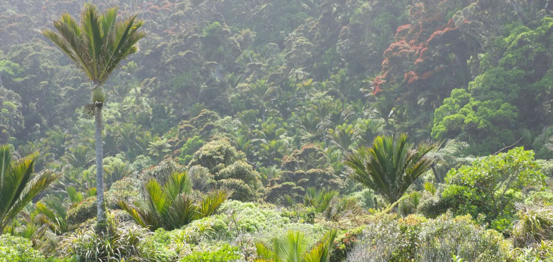 Gray's Bush Scenic Reserve, Gisborne