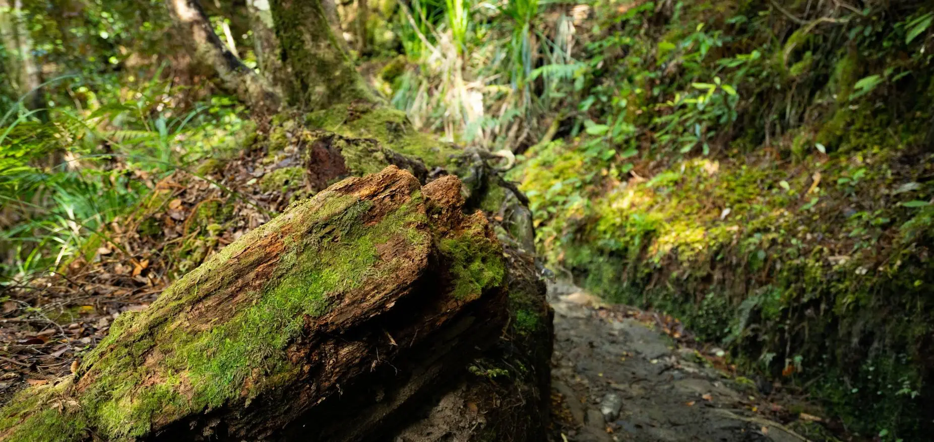 Kaitoke Walkway Raglan