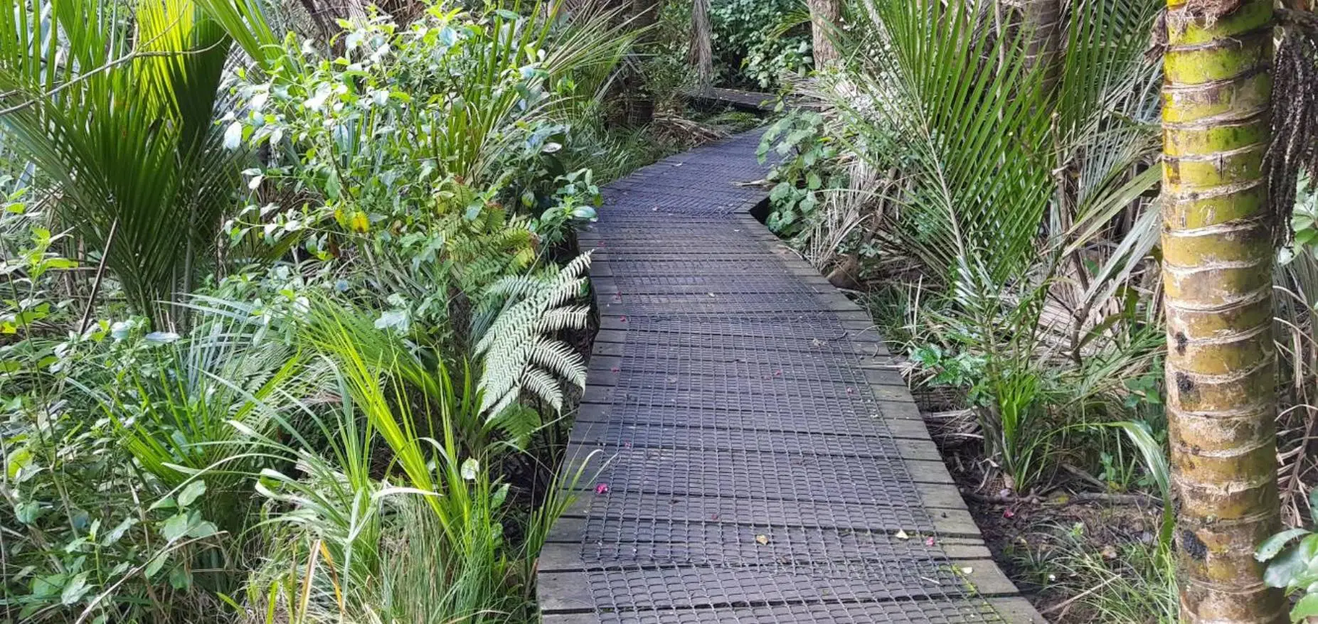 Long Bay Nature Trail walk in Auckland