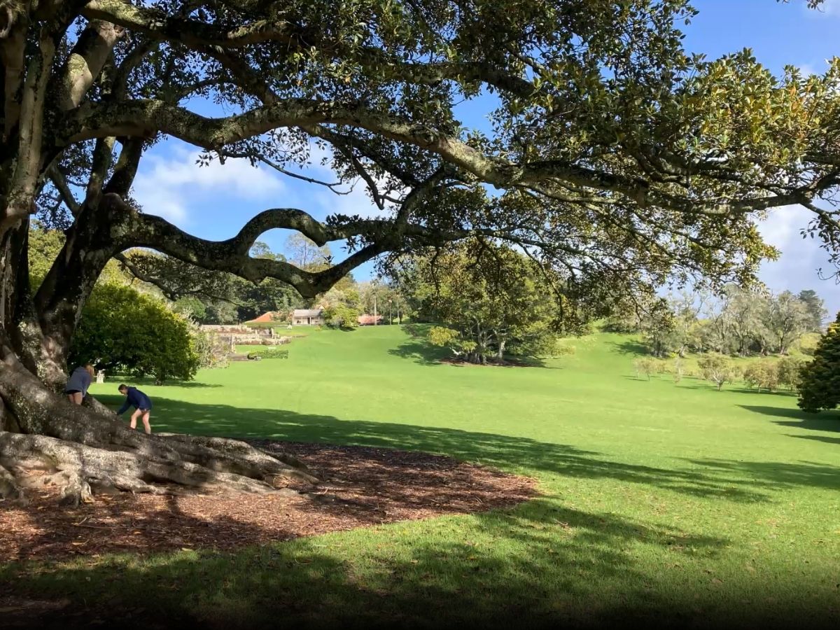 Large mature pohutukawa tree with spreading branches framing view of green parkland, people sitting beneath, park buildings visible in distance