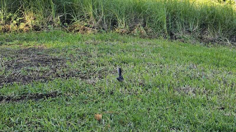 Fantail on the grass on the Scandrett Bay Loop