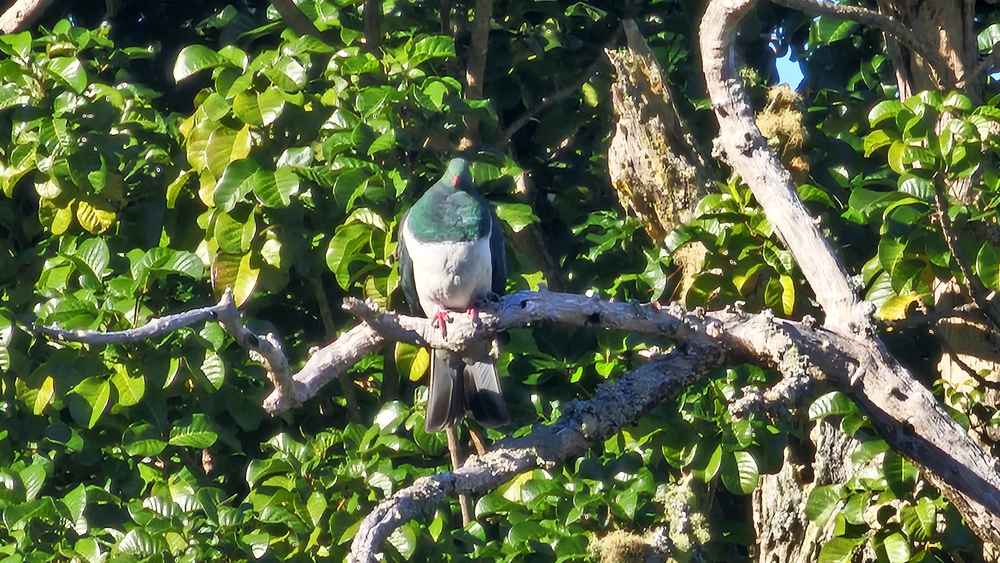 Native wood pigeon in a tree on the Scandrett Bay Loop