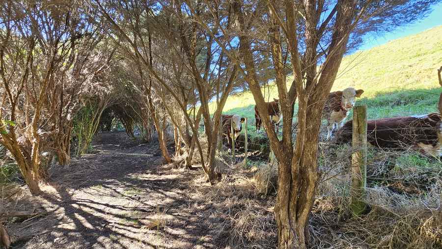 Bush track with cattle grazing beside the fence