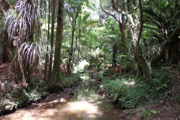 Botanic Gardens and Totara Park Loops