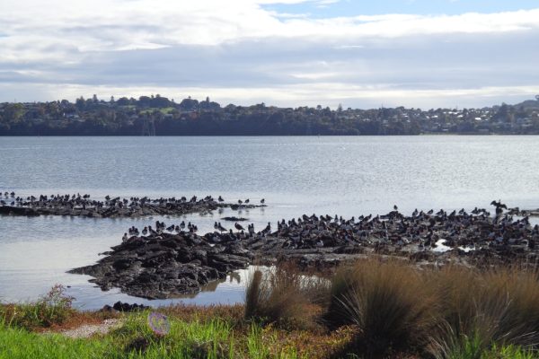 Mangere Esplanade Loop Walk