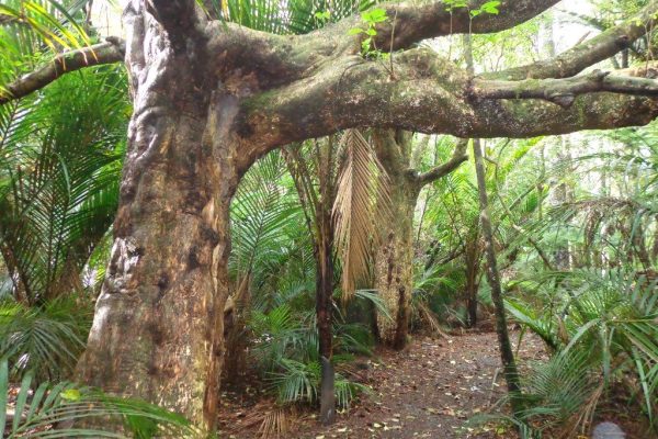 Bush and local plant around Murphys Bush Scenic Reserve