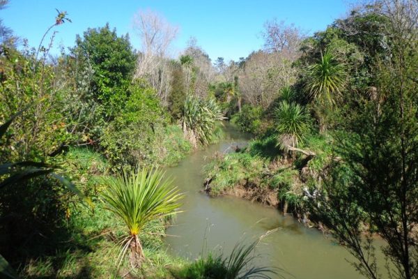 Oratia Stream Loop Walk - view of the stream