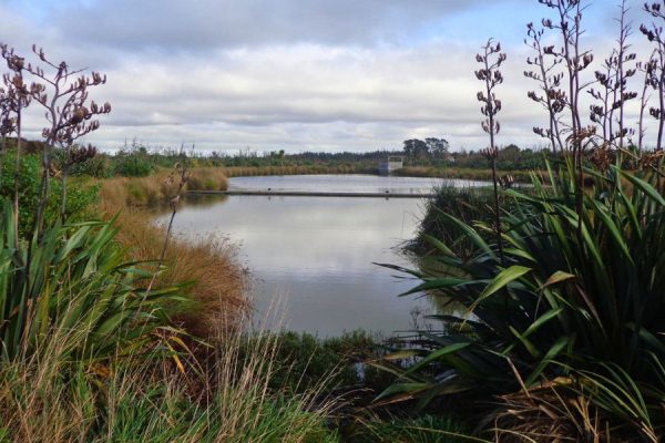 Pond at Barry Curtis Park in Flatbush